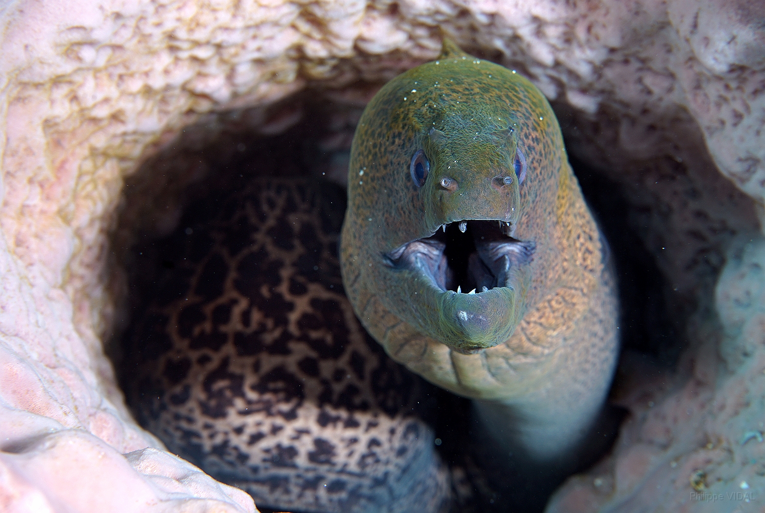 Banda Sea 2018 - DSC05989_rc - Giant moray - Murene Javanaise - Gymnothorax javanicus.jpg